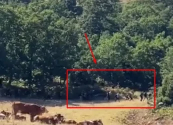 Δεκάδες παράτυποι μετανάστες τρέχουν να κρυφτούν μέσα σε δάσος στον Έβρο! (Βίντεο)