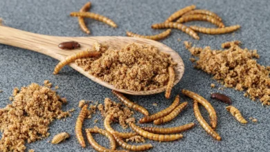 Σκόνη αλευροσκώληκα mealworm powder – νέα βιώσιμη πηγή πρωτεΐνης εγκεκριμένη από την Ευρωπαϊκή Ένωση