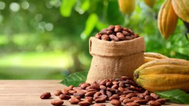 Καλλιέργεια κακάο στη Δυτική Αφρική που πλήττεται από ακραία καιρικά φαινόμενα και ξηρασία