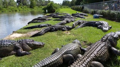 Το σημείο Alligator Alley στη Φλόριντα – Η τοποθεσία όπου σημειώθηκε το φρικτό έγκλημα με θύμα την 5χρονη Κουατίσα