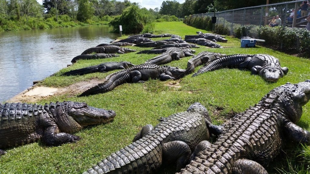 Το σημείο Alligator Alley στη Φλόριντα – Η τοποθεσία όπου σημειώθηκε το φρικτό έγκλημα με θύμα την 5χρονη Κουατίσα