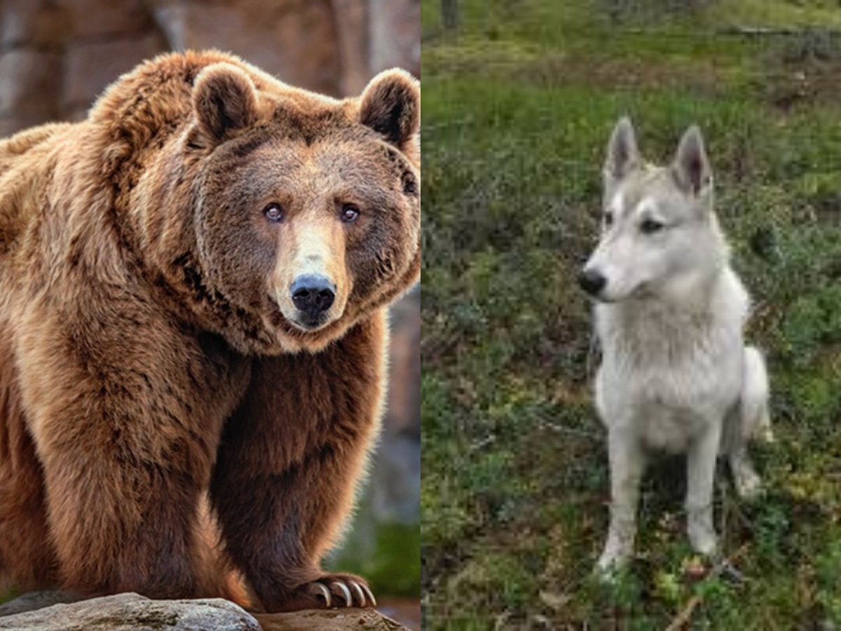 Ένα σκυλάκι ράτσας Λάικα να παίζει δίπλα σε μια καφέ αρκούδα στο δάσος της Καμτσάτκα