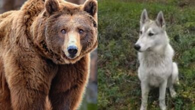 Ένα σκυλάκι ράτσας Λάικα να παίζει δίπλα σε μια καφέ αρκούδα στο δάσος της Καμτσάτκα