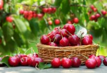 Φρέσκα κόκκινα κεράσια σε μπολ – οφέλη για την υγεία και αντιοξειδωτικά