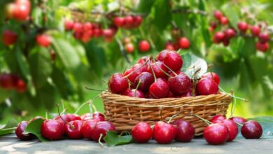Φρέσκα κόκκινα κεράσια σε μπολ – οφέλη για την υγεία και αντιοξειδωτικά