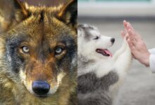 Λύκος και σκύλος δίπλα-δίπλα σε φυσικό περιβάλλον που αναπαριστά την εξέλιξη.