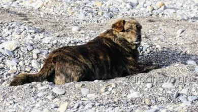 Ο σκύλος Μπέλλα στην παραλία του Κριού στην Παλαιόχωρα Χανίων, περιμένοντας τον ιδιοκτήτη της Γρηγόρη