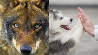 Λύκος και σκύλος δίπλα-δίπλα σε φυσικό περιβάλλον που αναπαριστά την εξέλιξη.