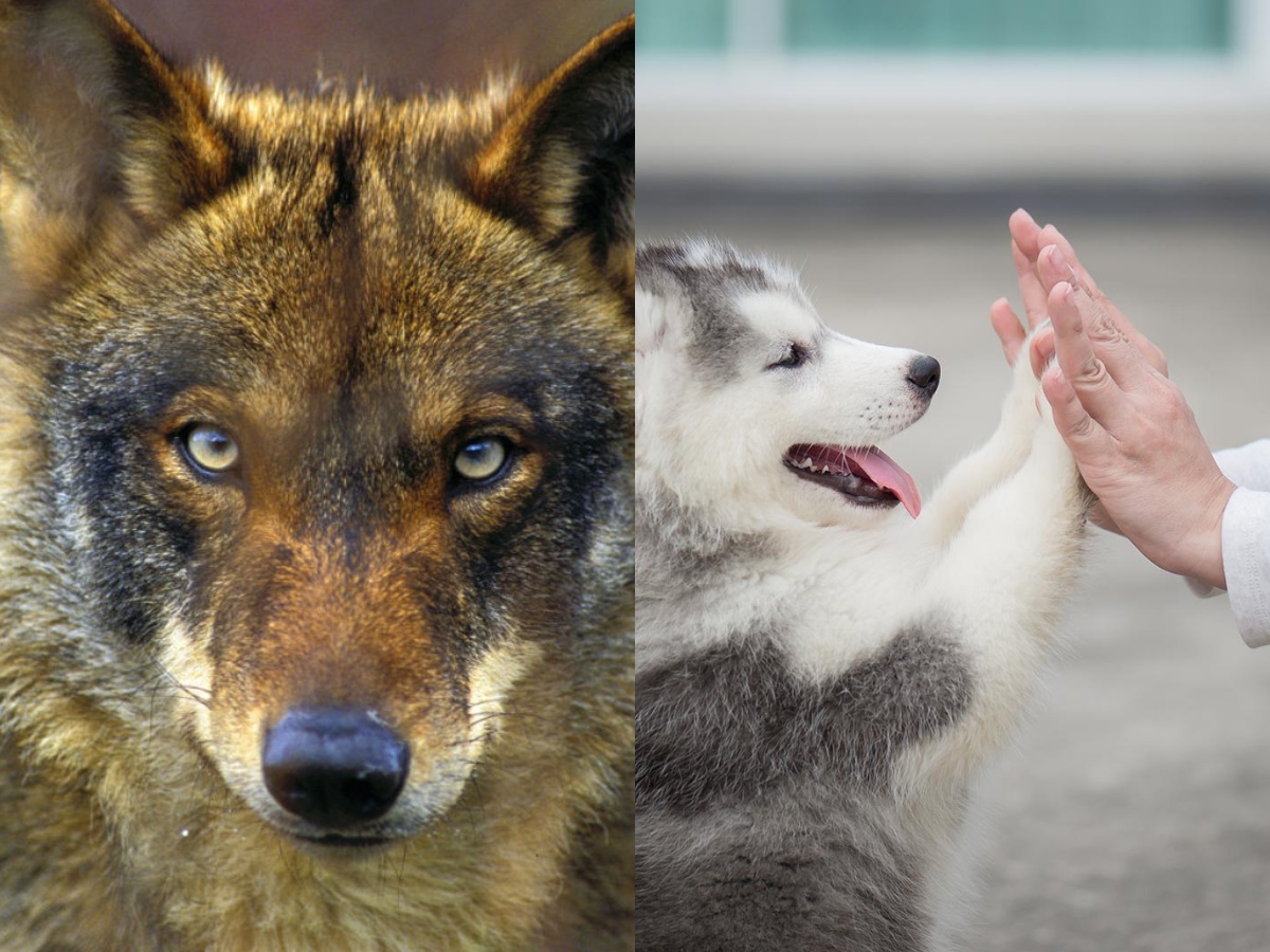 Λύκος και σκύλος δίπλα-δίπλα σε φυσικό περιβάλλον που αναπαριστά την εξέλιξη.