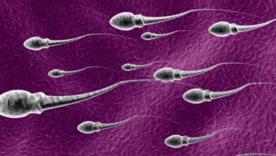 Η βιολογική διαδικασία ανακύκλωσης σπέρματος