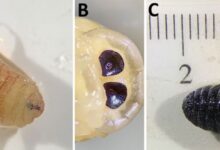 Μικροσκοπική απεικόνιση προνύμφης μύγας Oestrus ovis που προκαλεί ρινική μυΐαση