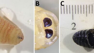 Μικροσκοπική απεικόνιση προνύμφης μύγας Oestrus ovis που προκαλεί ρινική μυΐαση