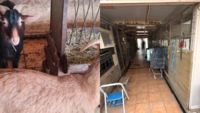 Ζώα σε παράνομο μαντρί στην ταράτσα κτιρίου στους Αμπελόκηπους στη Λεωφόρο Κηφισίας.