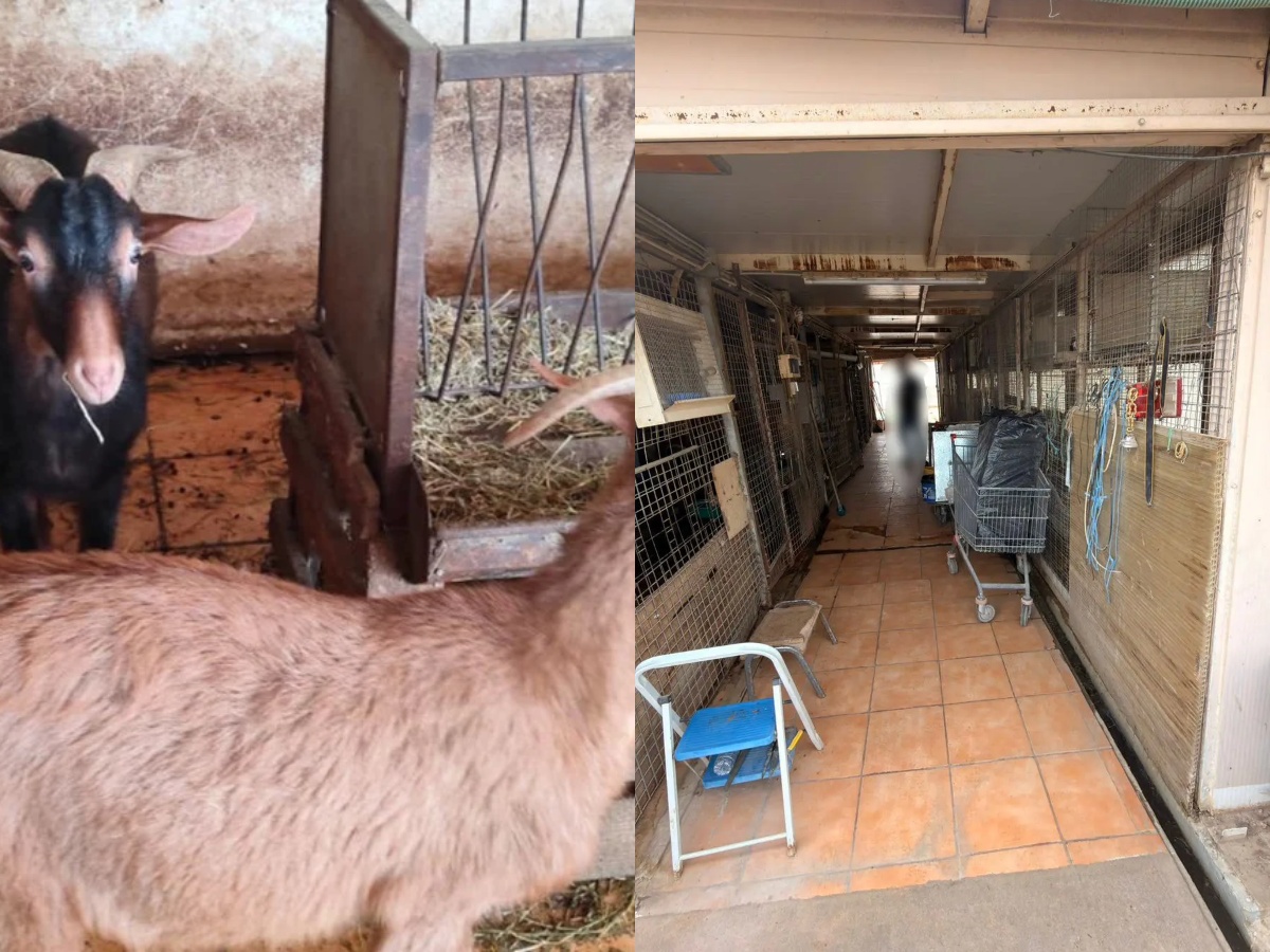 Ζώα σε παράνομο μαντρί στην ταράτσα κτιρίου στους Αμπελόκηπους στη Λεωφόρο Κηφισίας.