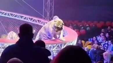 Η στιγμή που μια τίγρη τσίρκου πηδά πάνω από το προστατευτικό δίχτυ προς τις κερκίδες με τους θεατές