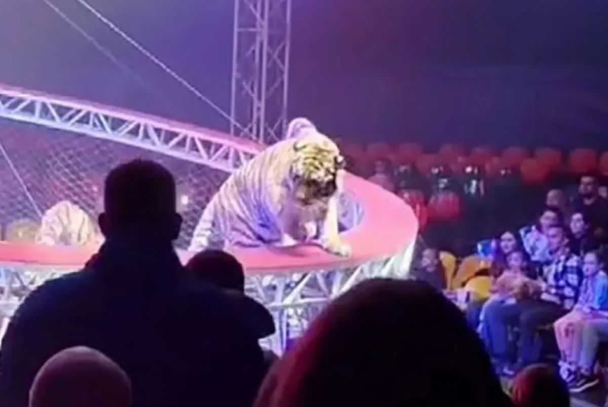 Η στιγμή που μια τίγρη τσίρκου πηδά πάνω από το προστατευτικό δίχτυ προς τις κερκίδες με τους θεατές