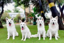 Πίνακας σύγκρισης ηλικίας σκύλου με ανθρώπινα χρόνια από κουτάβι έως ηλικιωμένο