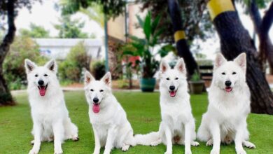 Πίνακας σύγκρισης ηλικίας σκύλου με ανθρώπινα χρόνια από κουτάβι έως ηλικιωμένο