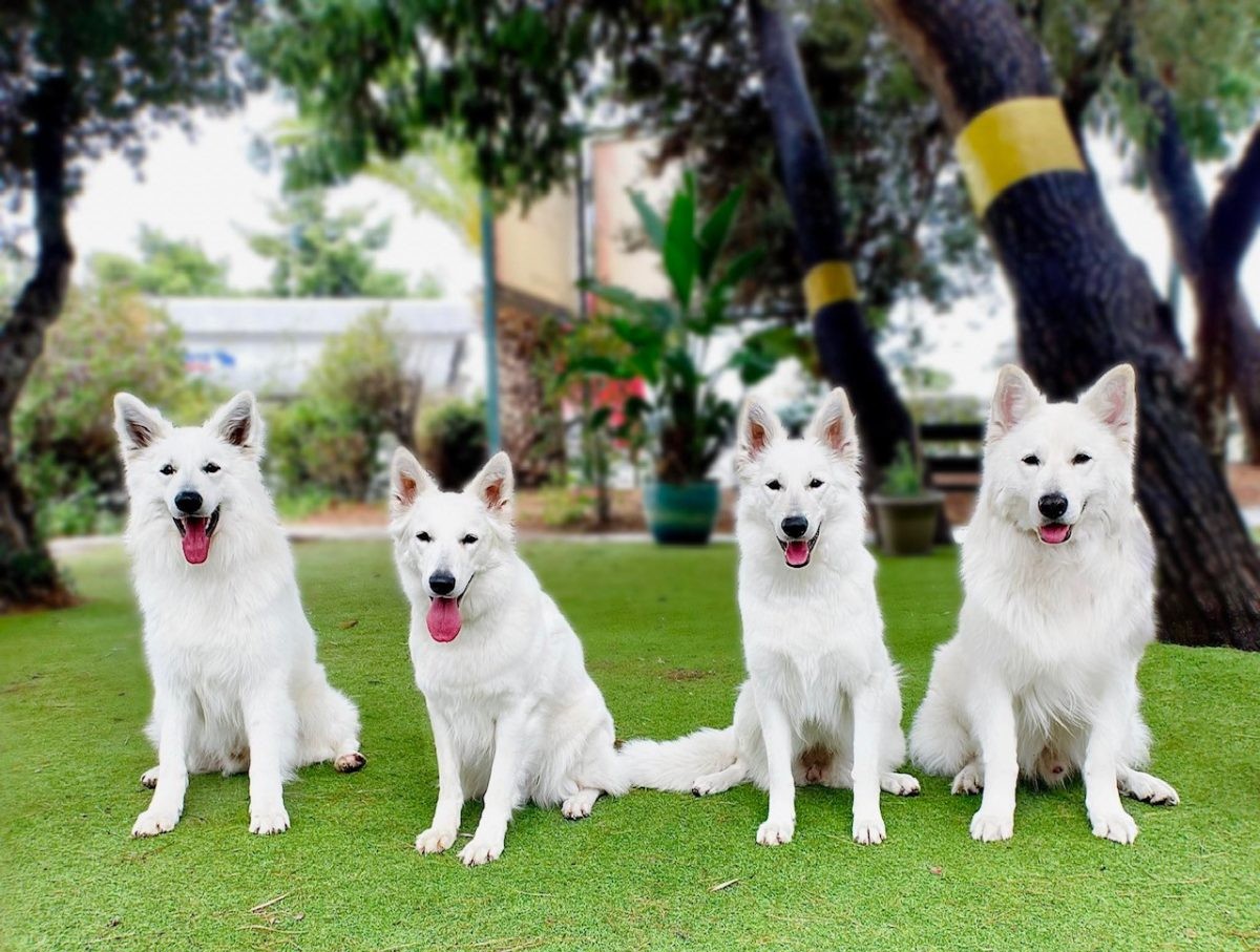 Πίνακας σύγκρισης ηλικίας σκύλου με ανθρώπινα χρόνια από κουτάβι έως ηλικιωμένο