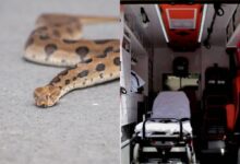 Ασθενοφόρο έξω από το νοσοκομείο όπου νοσηλεύεται η γυναίκα μετά από δάγκωμα φιδιού στο Αγρίνιο