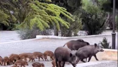 Οικογένεια αγριογούρουνων έξω από την εκκλησία της Αγίας Τριάδας στους Θρακομακεδόνες κατά τη διάρκεια γάμου