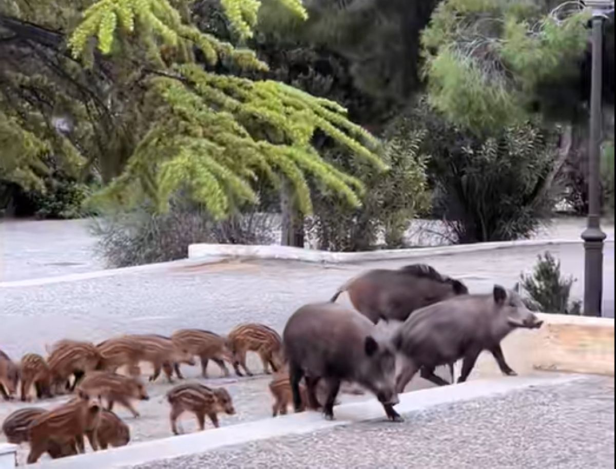 Οικογένεια αγριογούρουνων έξω από την εκκλησία της Αγίας Τριάδας στους Θρακομακεδόνες κατά τη διάρκεια γάμου
